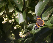 Red Admiral 8476